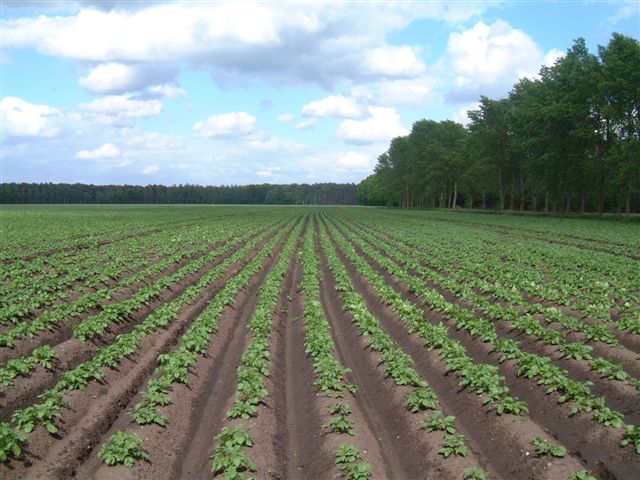 Cultivation description potatoes