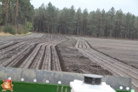 Planting potatoes