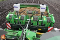 Planting potatoes