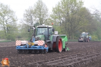 Planting potatoes