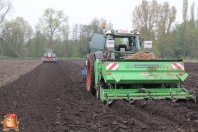 Planting potatoes