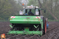 Planting potatoes