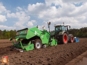 Planting potatoes