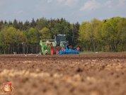 Planting potatoes