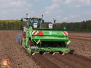 Planting potatoes