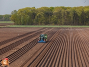 Planting potatoes