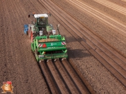 Planting potatoes