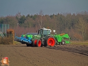 Planting potatoes