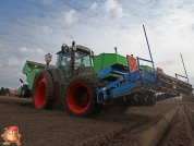 Planting potatoes