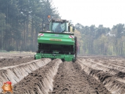 Planting potatoes