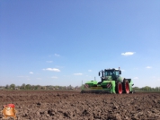 Planting potatoes