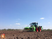 Planting potatoes