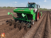 Planting potatoes