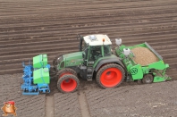 Planting potatoes