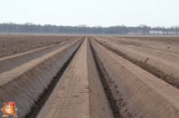 Planting potatoes