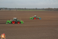 Planting potatoes