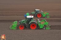 Planting potatoes