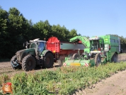 Harvesting potatoes