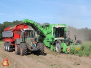 Harvesting potatoes