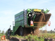 Harvesting potatoes