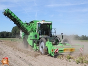 Harvesting potatoes