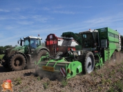 Harvesting potatoes