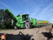 Harvesting potatoes