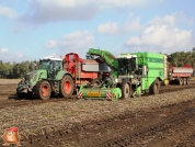 Harvesting potatoes