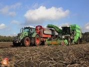 Harvesting potatoes