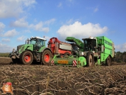 Harvesting potatoes