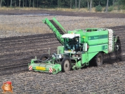 Harvesting potatoes