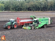 Harvesting potatoes