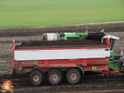 Harvesting potatoes