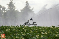 Beregnen bei van den Borne aardappelen