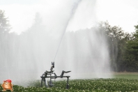 Beregnen bei van den Borne aardappelen