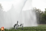 Irrigate