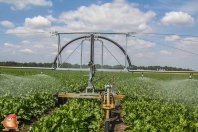 Beregnen bei van den Borne aardappelen