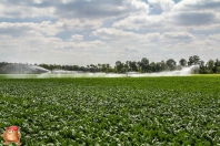 Bauer E51 xl beregeningshaspel bij van den Borne aardappelen