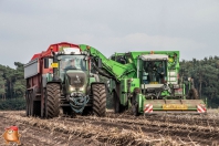 Harvesting potatoes