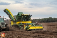 Harvesting potatoes