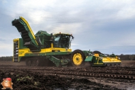 Harvesting potatoes