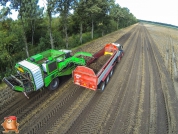 Harvesting potatoes