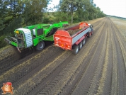 Harvesting potatoes