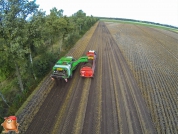 Harvesting potatoes