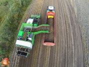 Harvesting potatoes