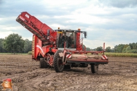 Harvesting potatoes