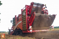 Harvesting potatoes