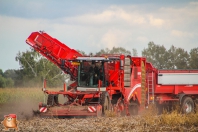 Harvesting potatoes