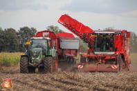 Harvesting potatoes