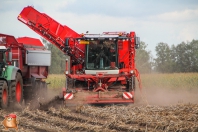 Harvesting potatoes